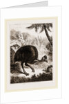 Cassowary by Anonymous
