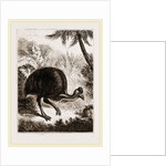 Cassowary by Anonymous