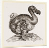 Dodo from Bontius by Anonymous