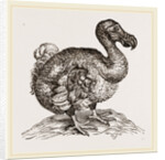Dodo from Bontius by Anonymous