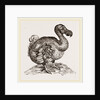 Dodo from Bontius by Anonymous