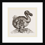 Dodo from Bontius by Anonymous