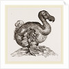 Dodo from Bontius by Anonymous