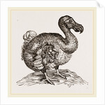 Dodo from Bontius by Anonymous