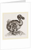 Dodo from Bontius by Anonymous