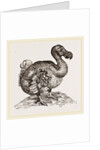 Dodo from Bontius by Anonymous