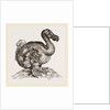 Dodo from Bontius by Anonymous