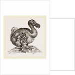 Dodo from Bontius by Anonymous