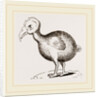 Dodo from Herbert by Anonymous