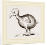 Dodo from Herbert by Anonymous