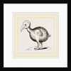 Dodo from Herbert by Anonymous