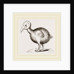 Dodo from Herbert by Anonymous