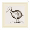 Dodo from Herbert by Anonymous