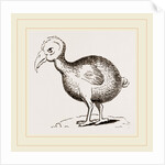 Dodo from Herbert by Anonymous