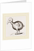 Dodo from Herbert by Anonymous