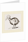 Dodo from Herbert by Anonymous