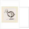 Dodo from Herbert by Anonymous