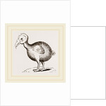 Dodo from Herbert by Anonymous