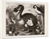 Dodo by Anonymous