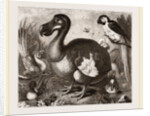 Dodo by Anonymous