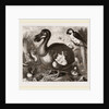 Dodo by Anonymous
