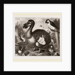 Dodo by Anonymous