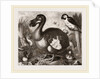 Dodo by Anonymous