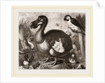 Dodo by Anonymous