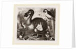 Dodo by Anonymous