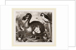 Dodo by Anonymous