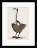 Le Solitaire from Leguat by Anonymous