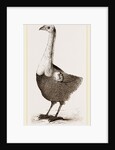 Le Solitaire from Leguat by Anonymous