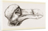 Head of Dodo at Oxford by Anonymous