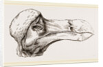 Head of Dodo at Oxford by Anonymous