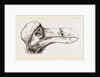 Head of Dodo at Oxford by Anonymous
