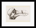 Head of Dodo at Oxford by Anonymous