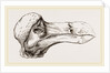 Head of Dodo at Oxford by Anonymous