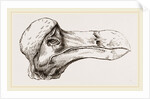 Head of Dodo at Oxford by Anonymous
