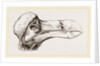Head of Dodo at Oxford by Anonymous