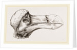 Head of Dodo at Oxford by Anonymous
