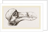 Head of Dodo at Oxford by Anonymous