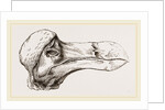Head of Dodo at Oxford by Anonymous