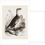 Great Bustard Female by Anonymous