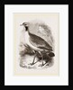 Leaden-tinted Bustard by Anonymous
