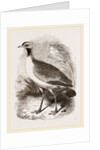 Leaden-tinted Bustard by Anonymous
