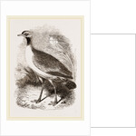 Leaden-tinted Bustard by Anonymous