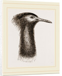 Llead of Kori Bustard by Anonymous