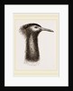 Llead of Kori Bustard by Anonymous