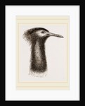Llead of Kori Bustard by Anonymous