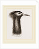 Llead of Kori Bustard by Anonymous